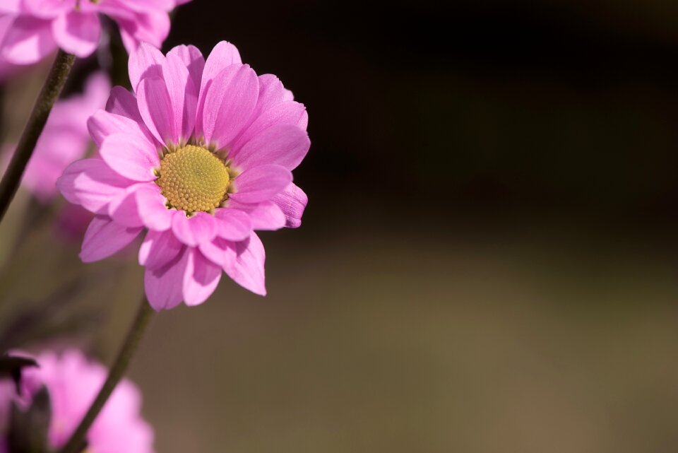 Blossom bloom plant