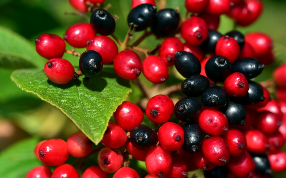 Rowanberries small colorful