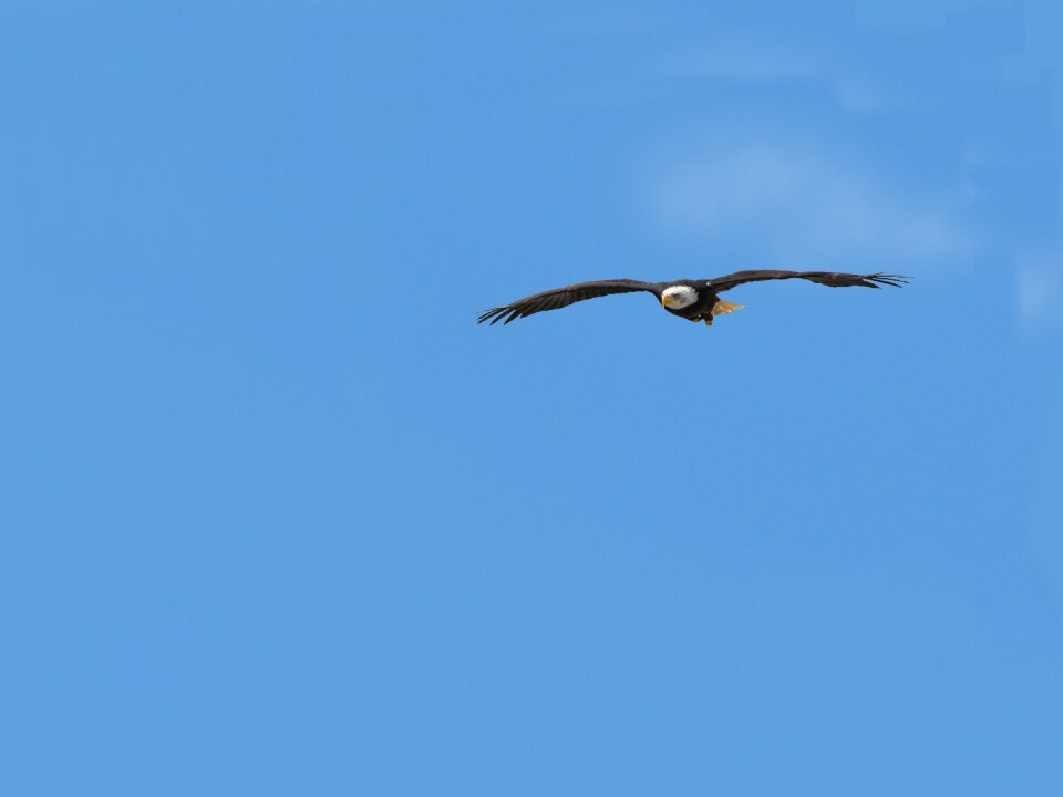 Sky nature animal world