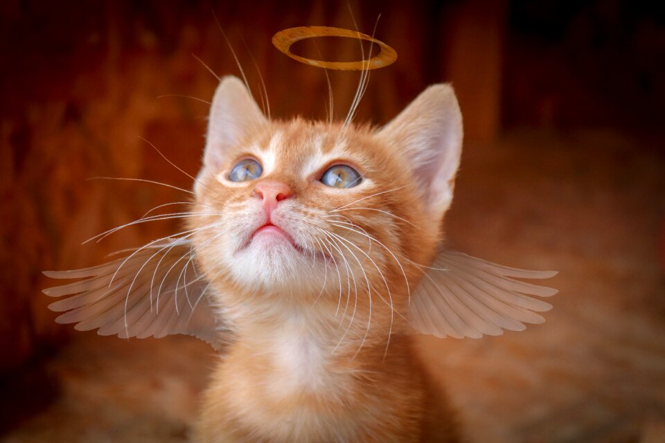 Wing kitten charming