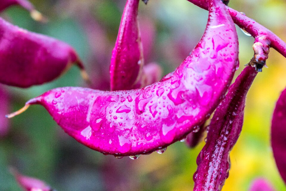 Bean purple plant