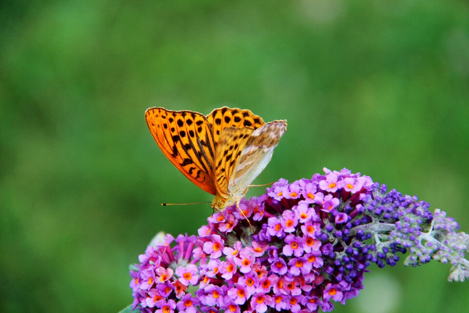 Insects nature wing