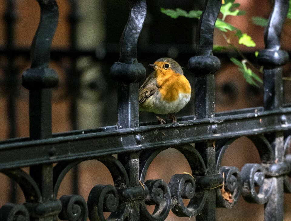 Small bird animal world close up