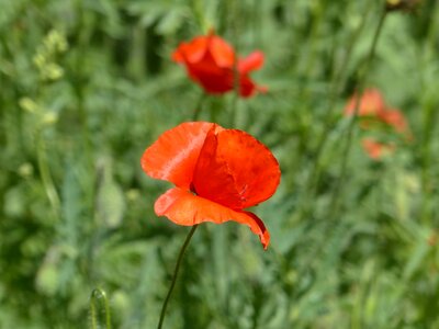 Red poppy flowers of the field plant