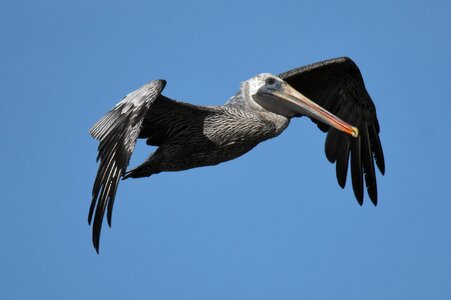 Bird sea flight