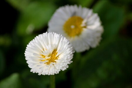 Blossom bloom flower
