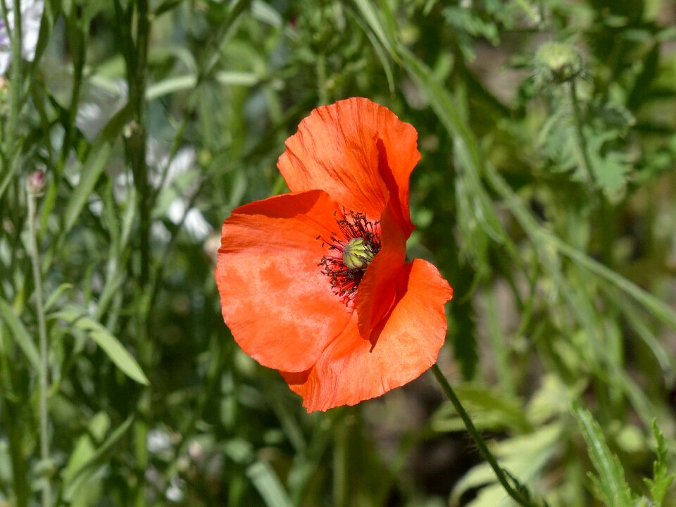Red poppy flowers of the field summer