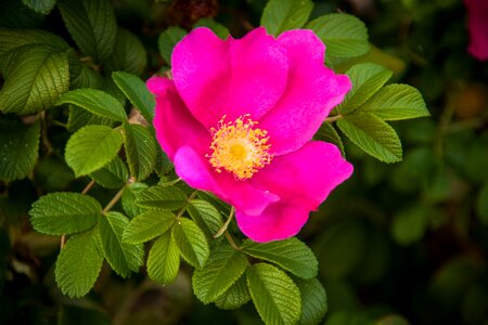 Plant bush roses