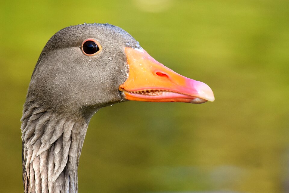 Bird nature poultry photo