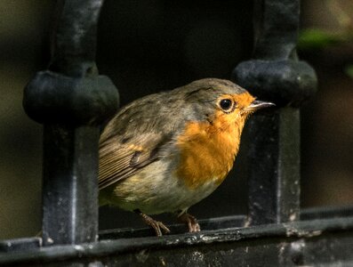 Animal nature small bird photo