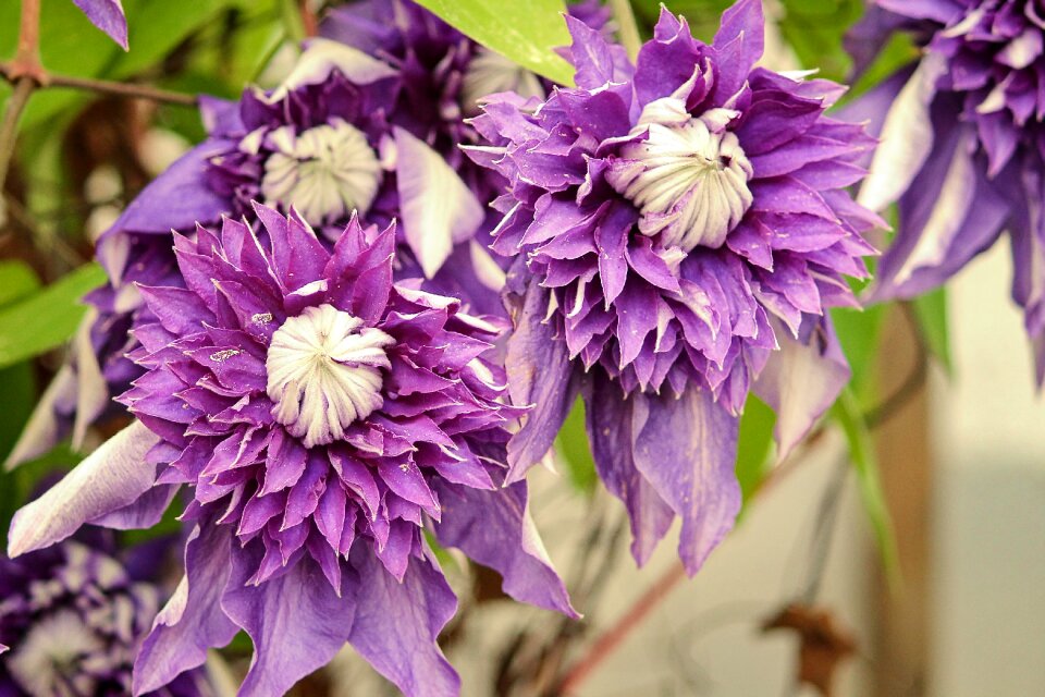 Violet close up bloom