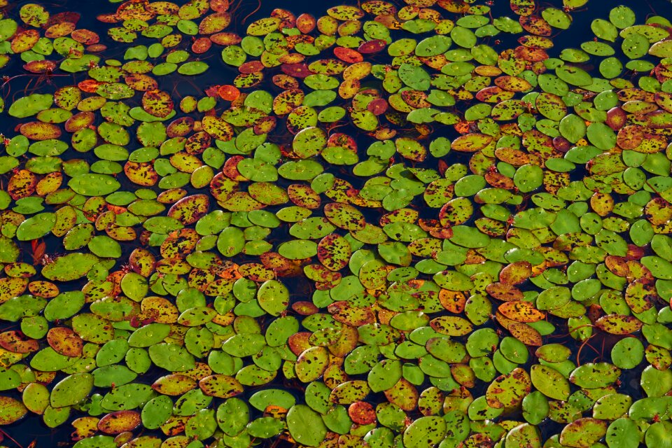 Flower nature aquatic plant
