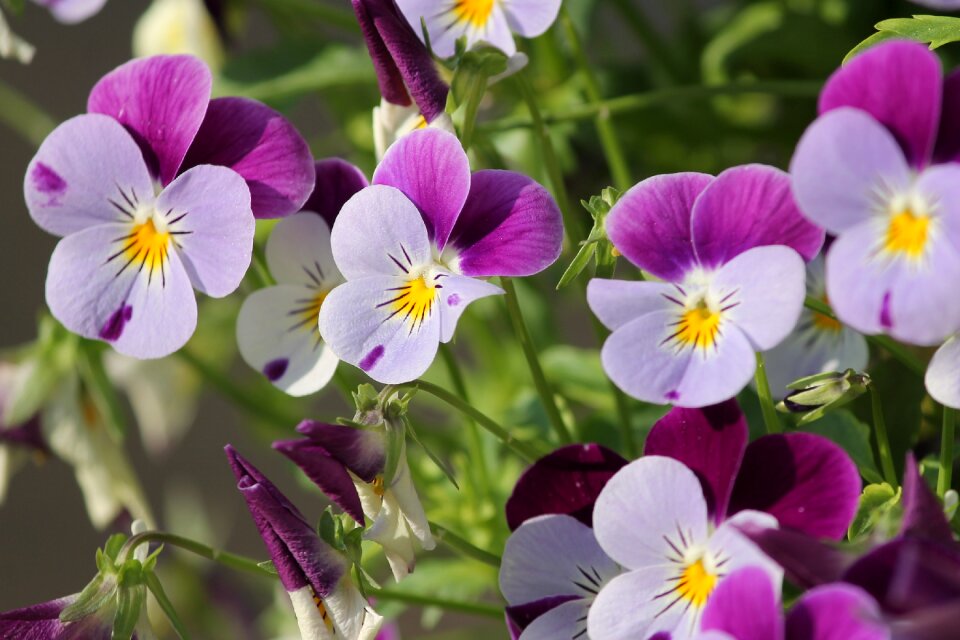 Bloom flower spring