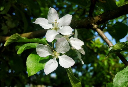 Spring sunny petals photo