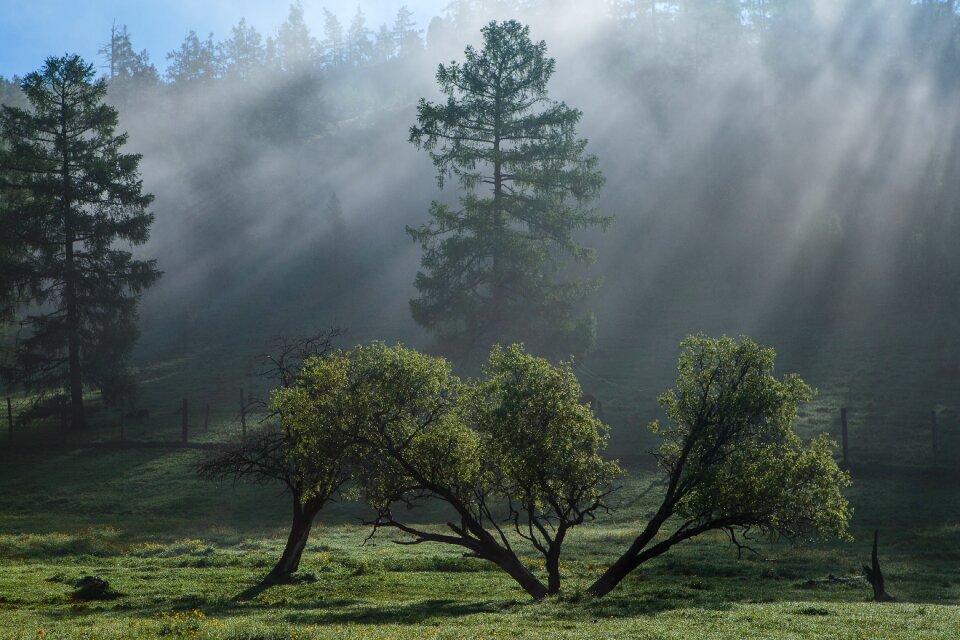 Nature wood fog