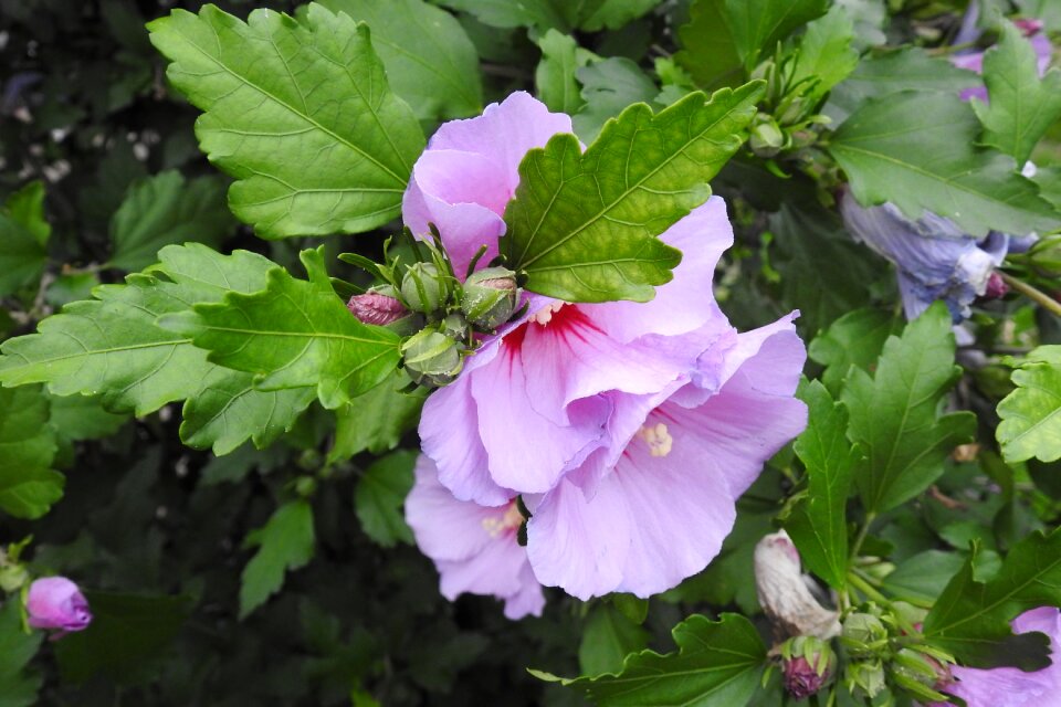 Summer garden bush