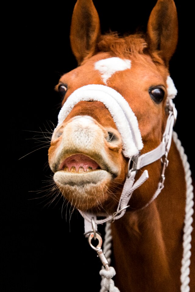 Portrait flehmen foot