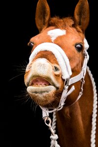 Portrait flehmen foot