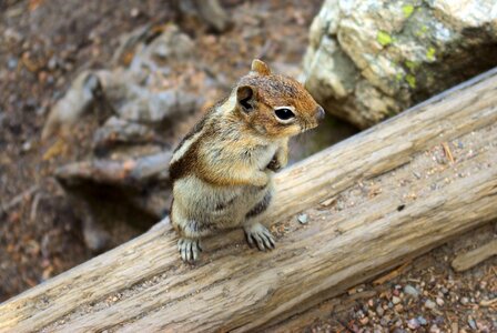 Golden mantled mammal photo