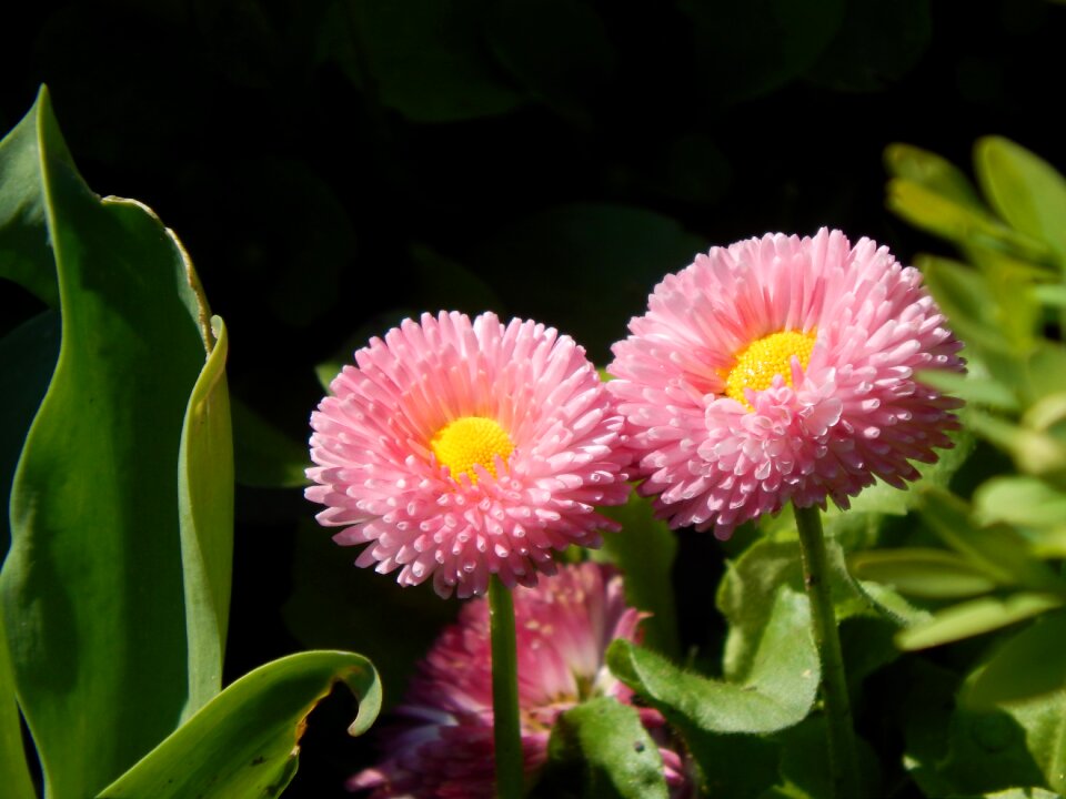 Spring pink flower plant