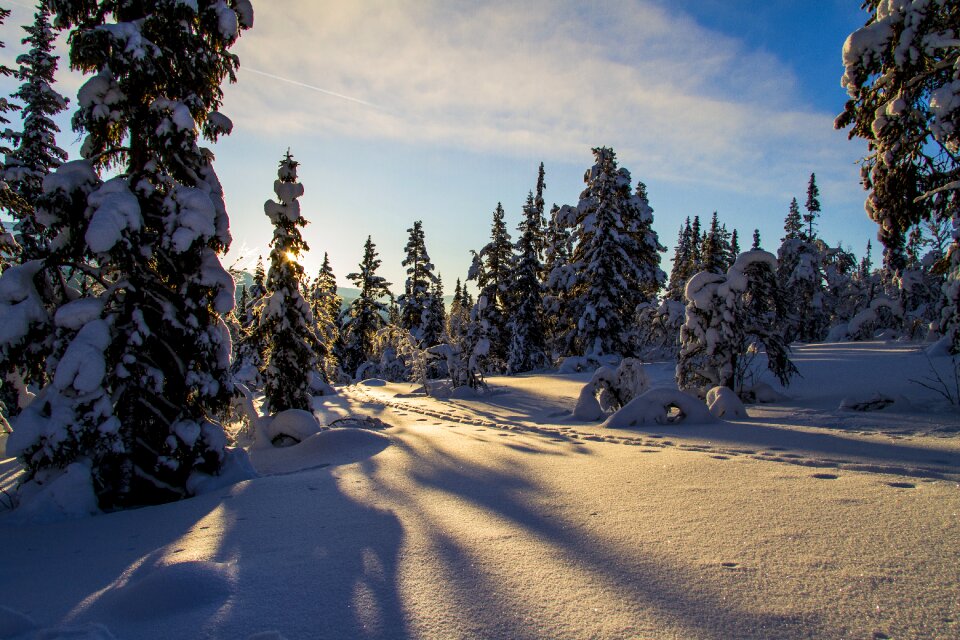 The nature of the landscape trees