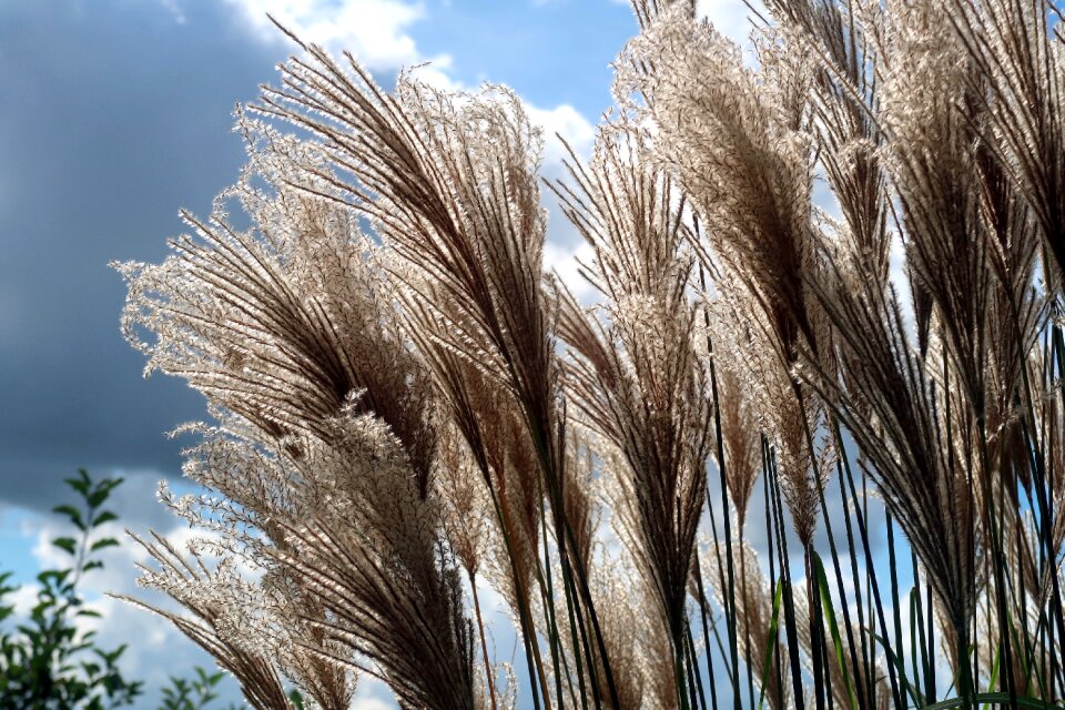 Rietplant grassenfamilie plume