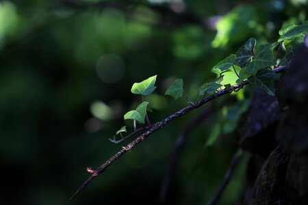 Leaves plant plants