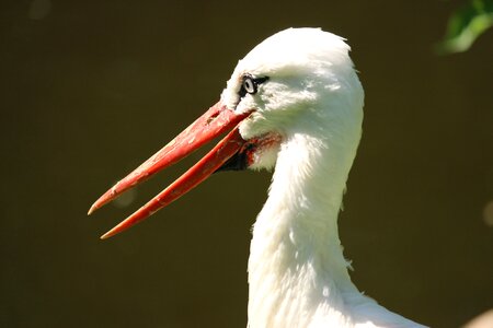 Bird head close up