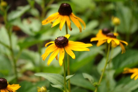 Black black-eyed blackeyed