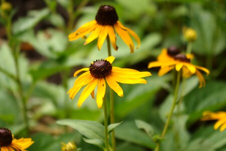 Black black-eyed blackeyed photo