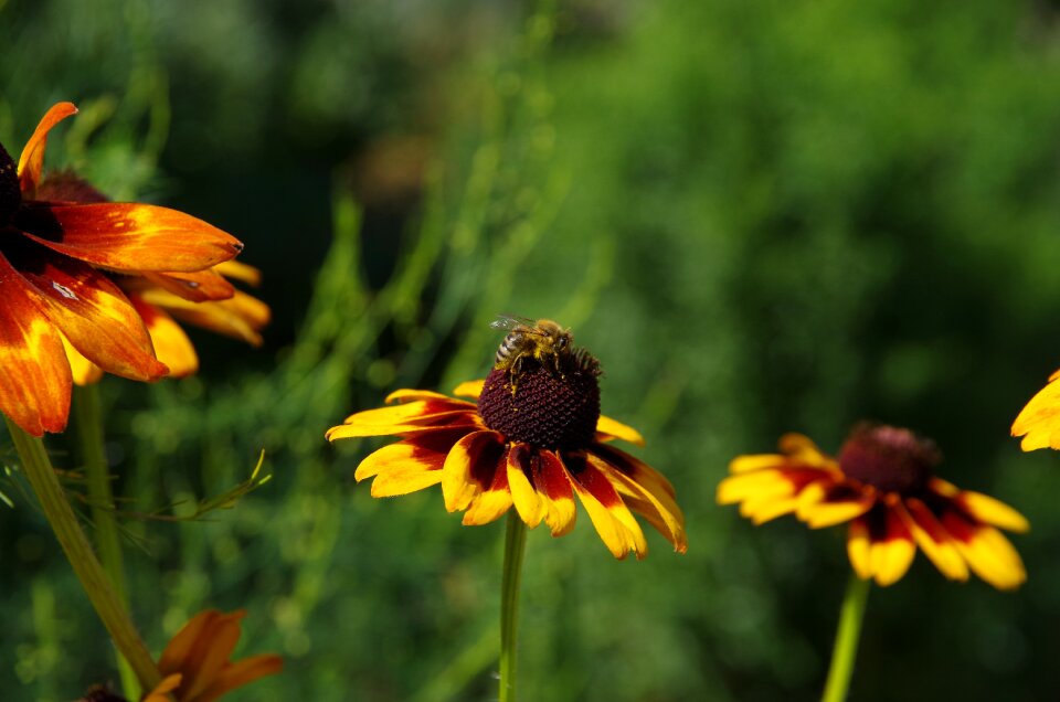 Meadow green bee