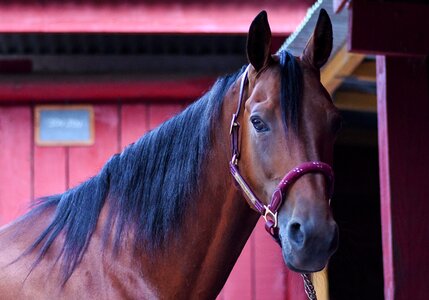 Equine box animal photo