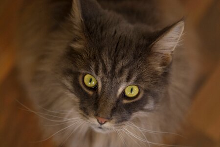 Face cute pet