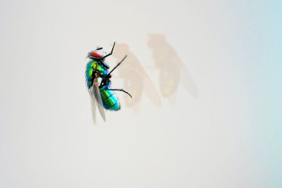 Bluebottle animal world glass