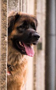Portrait wall tongue