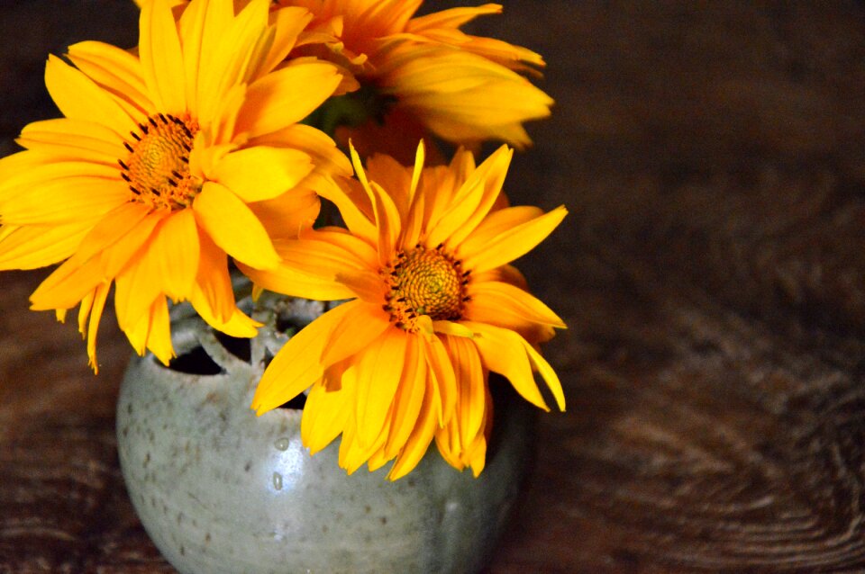 Flowers coneflower yellow photo