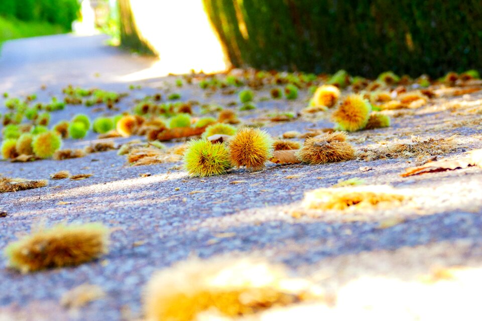 Autumn thorny chestnut