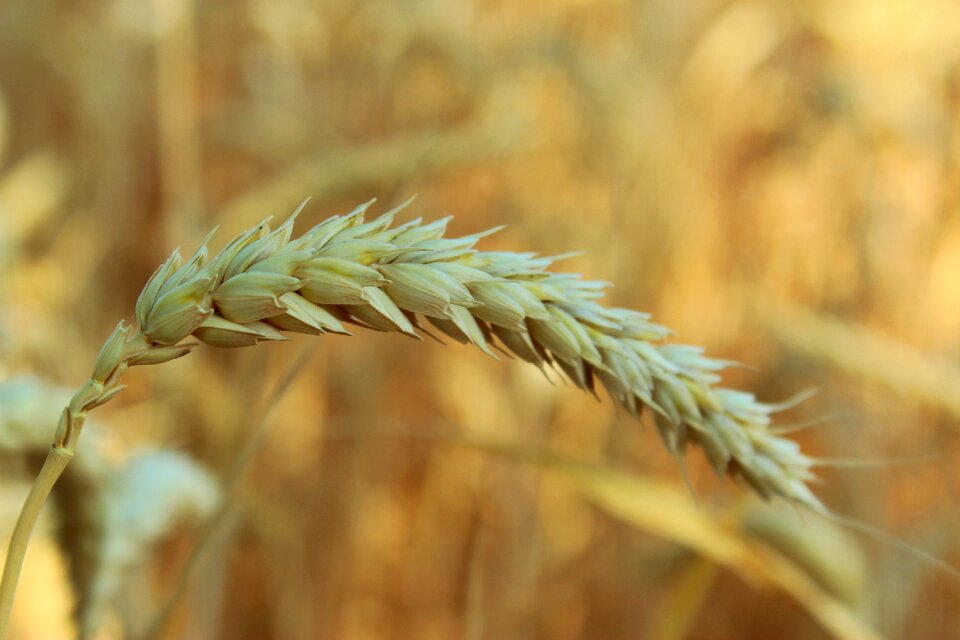 Flour agriculture grain