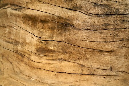 Tree pattern old