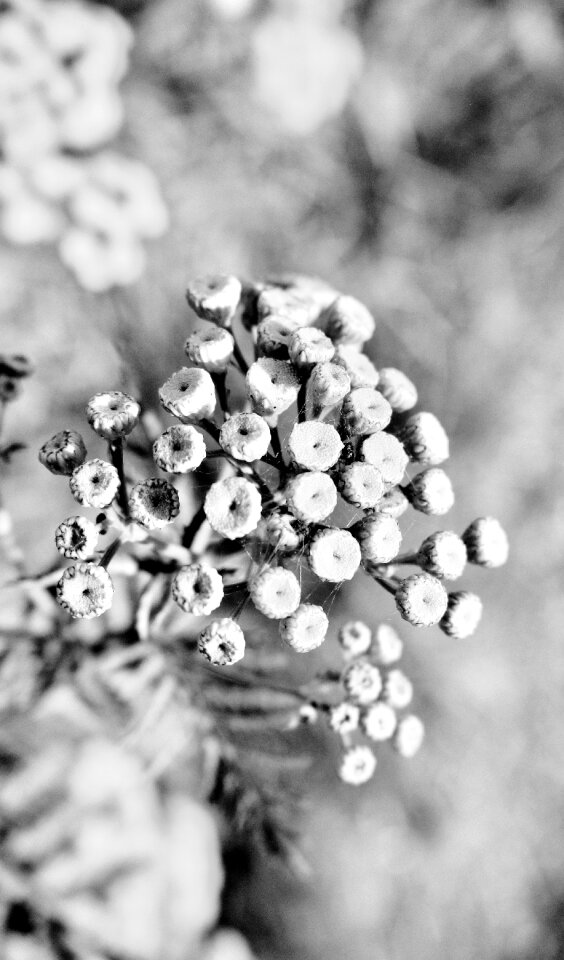 Nature light white