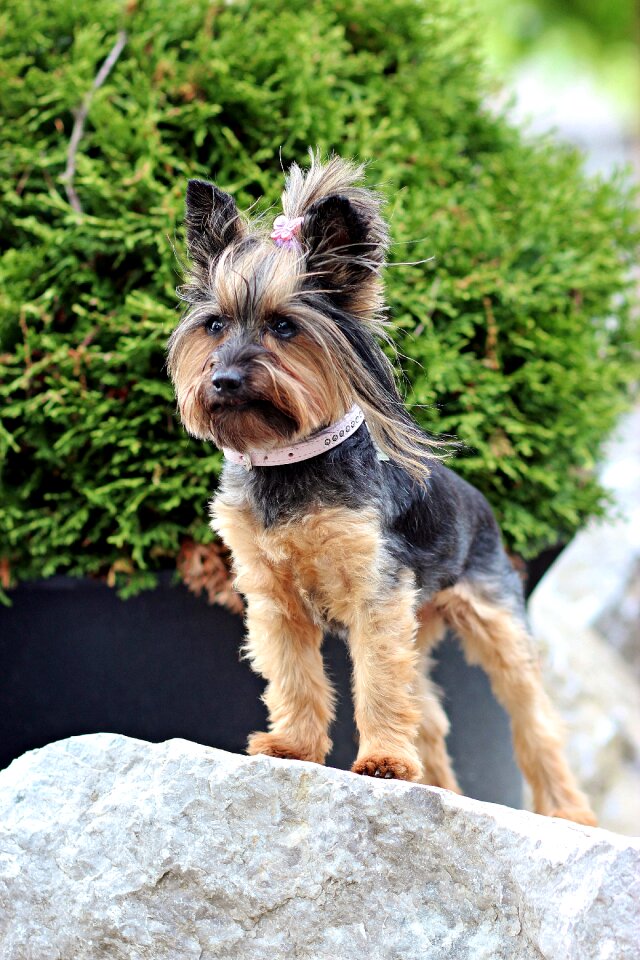 Small dog dog rock
