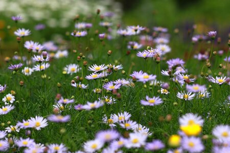 S hayfields wildflower