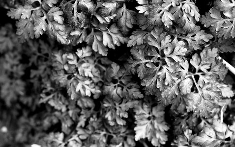 Nature grey plant photo