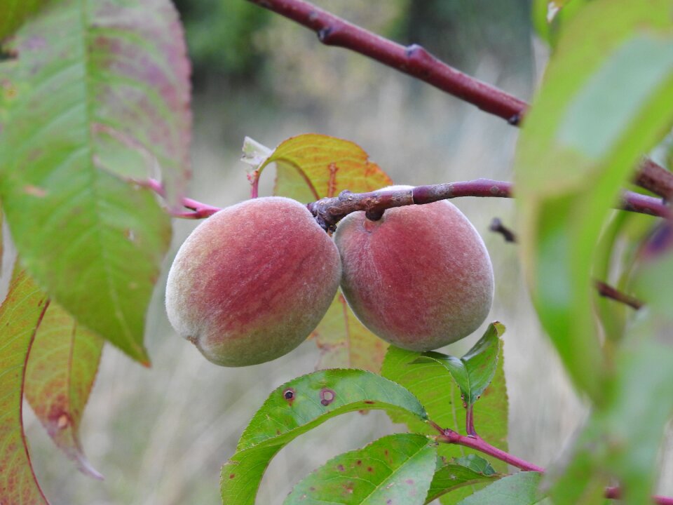 Food fruit tree fresh