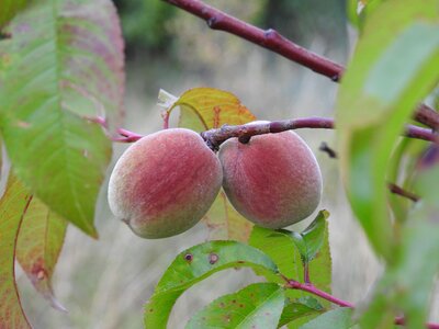 Food fruit tree fresh