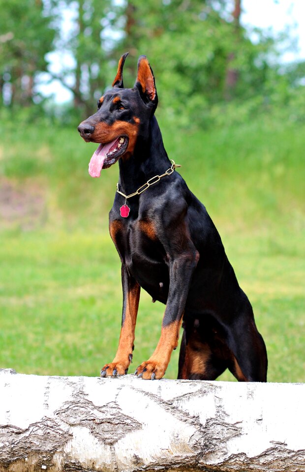 Dog beauty nature