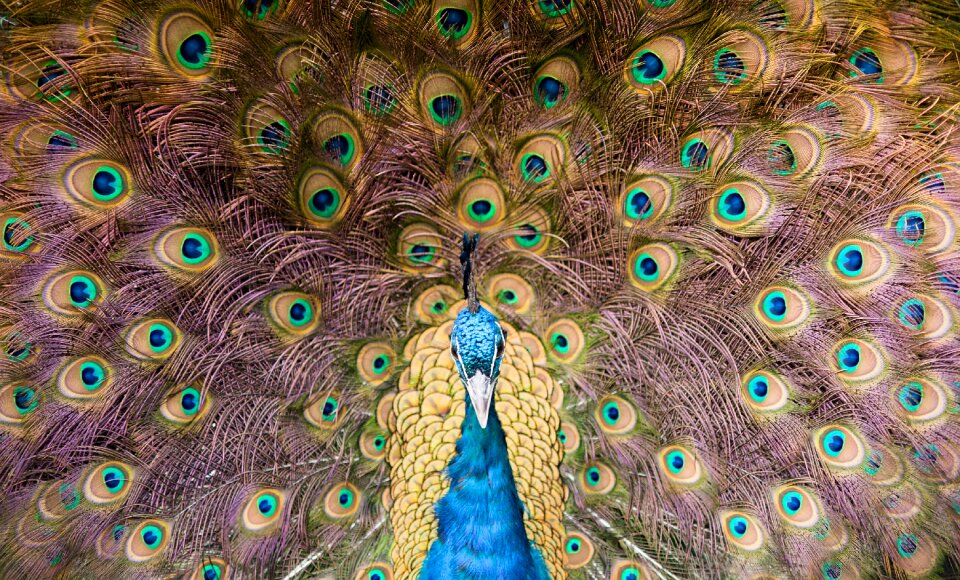 Peacock feather peacock feather