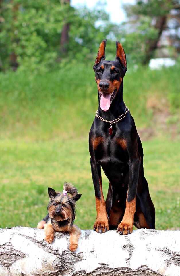 Dogs friendship green friendship
