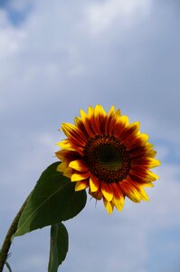 Sunflower sky blue photo