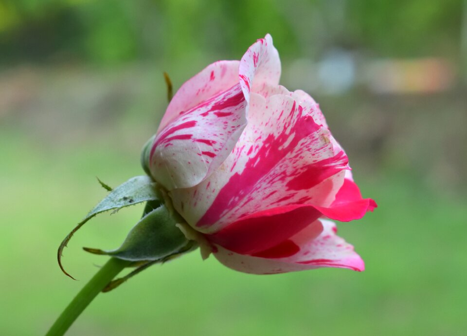 Nature flower red